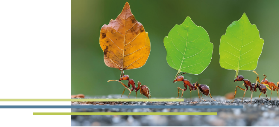 Wudima-Räumungen-webseite